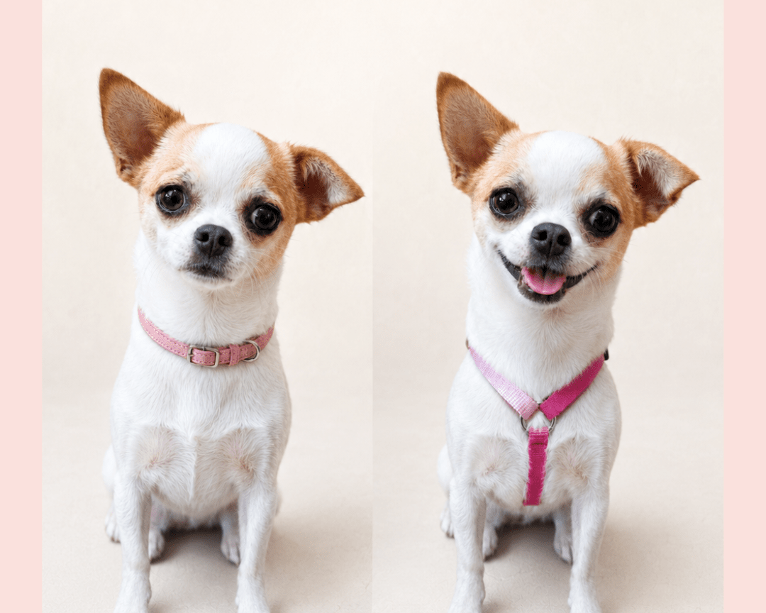 犬の首輪とハーネス、結局どっち？ ― 犬の専門店が現場目線で正直に比較しました - Alice's Dog & Cat