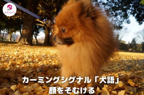 カーミングシグナル「犬語」顔をそむける - Alice's Dog & Cat