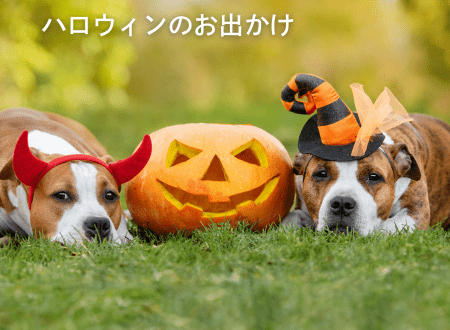 小型犬との車移動 | 安全対策とハロウィンのお出かけガイド - Alice's Dog & Cat