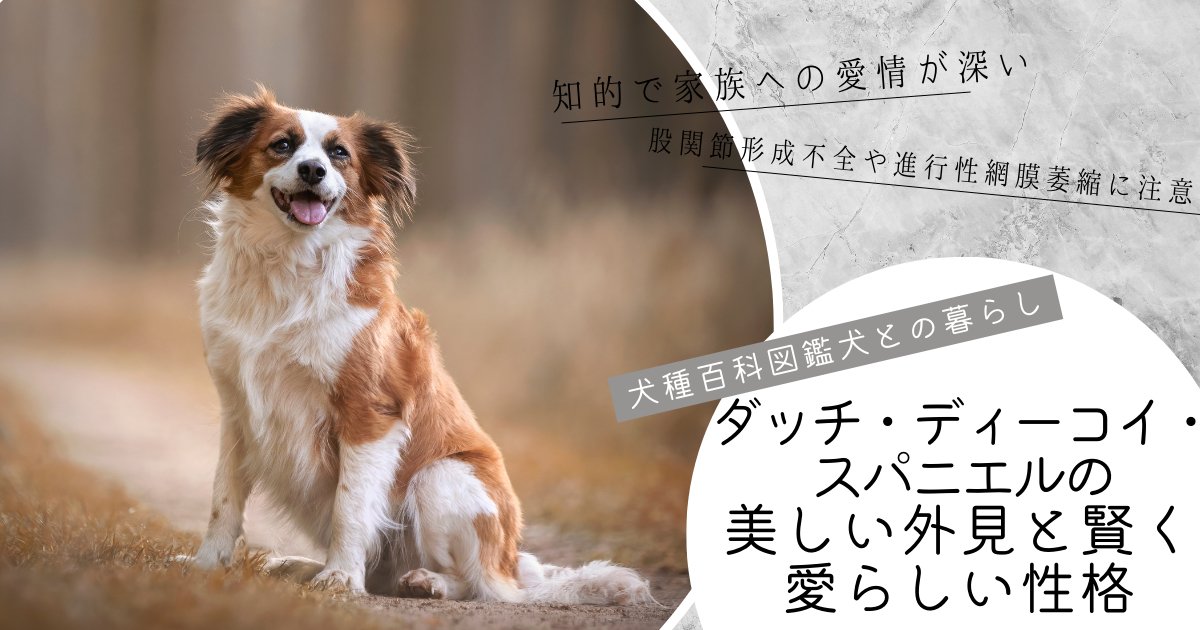 犬種百科図鑑-犬との暮らし「ダッチ・ディーコイ・スパニエル」 - Alice's Dog & Cat