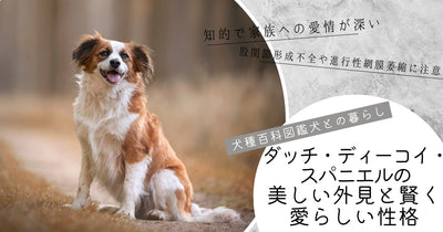 犬種百科図鑑-犬との暮らし「ダッチ・ディーコイ・スパニエル」