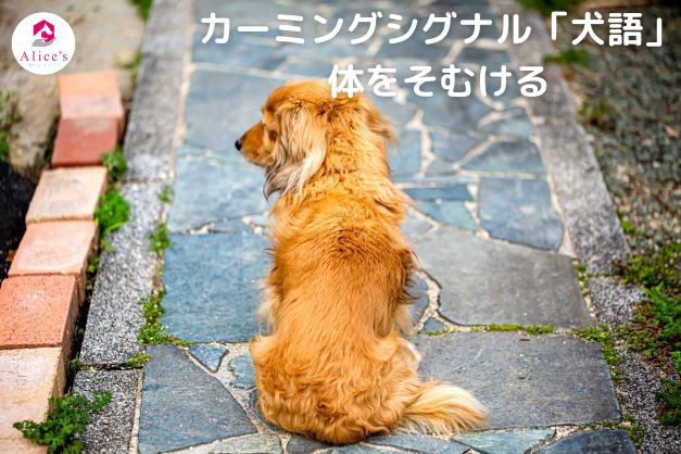 カーミングシグナル「犬語」体をそむける - Alice's Dog & Cat