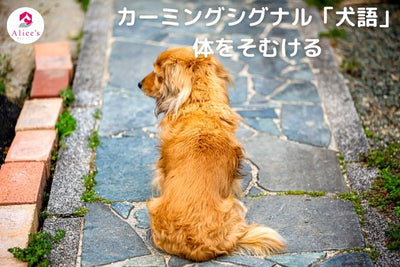 カーミングシグナル「犬語」体をそむける