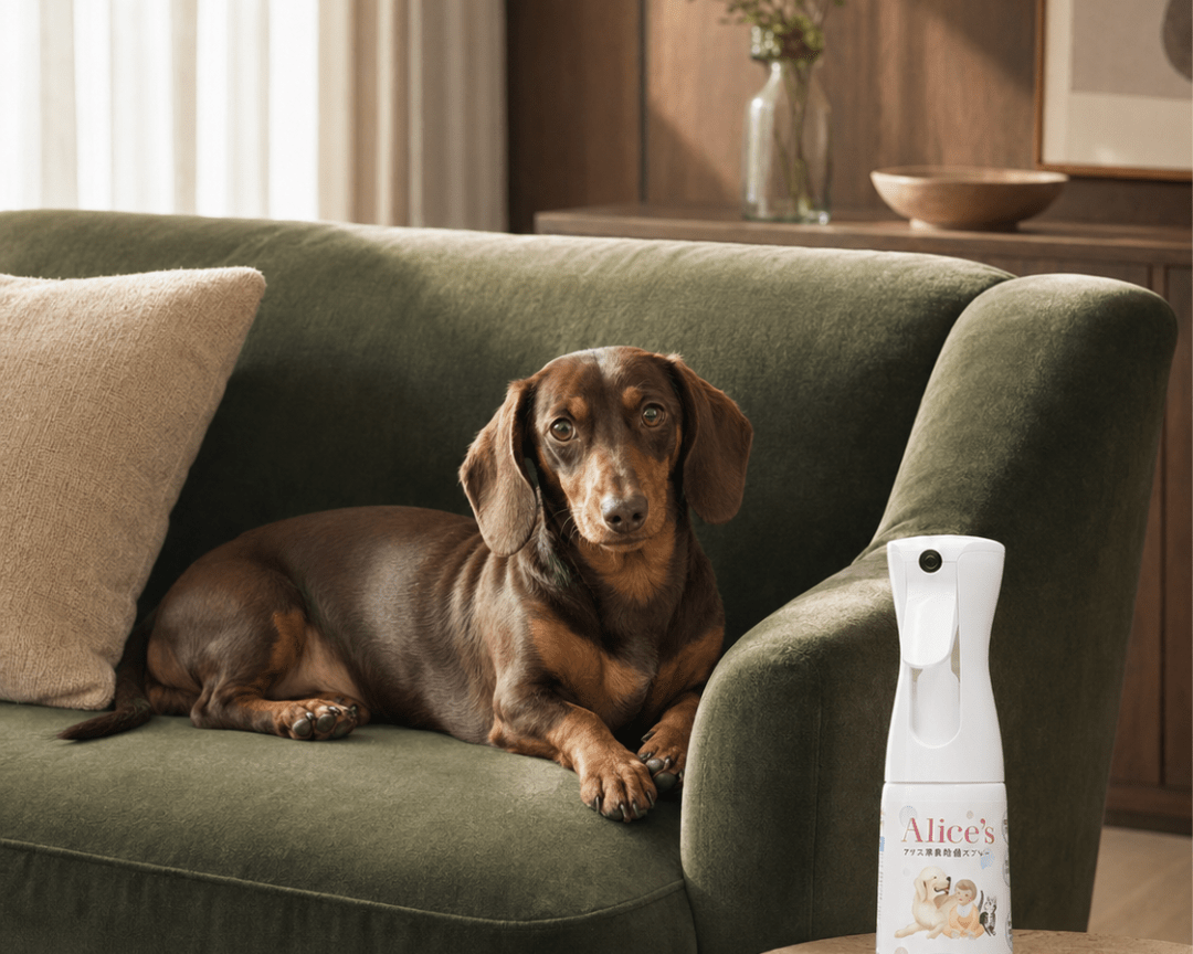 ペット消臭、専用スプレーと市販品どっちが安全？ - Alice's Dog & Cat