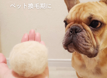 ペットの換毛期に必須！効果的な抜け毛ケア方法 - Alice's Dog & Cat