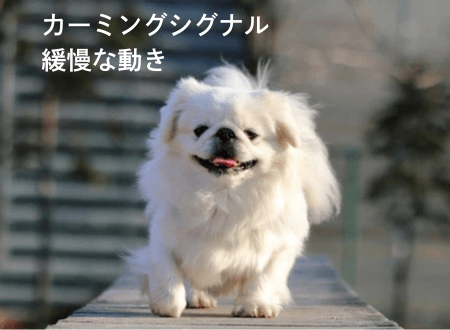 カーミングシグナル「犬語」ゆっくり歩く、緩慢な動作 - Alice's Dog & Cat