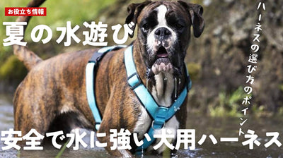 夏の水遊びに最適！安全で水に強い犬用ハーネスの選び方