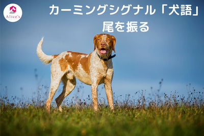 Calming signal “dog language” wagging its tail 