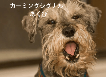 カーミングシグナル「犬語」あくび - Alice's Dog & Cat