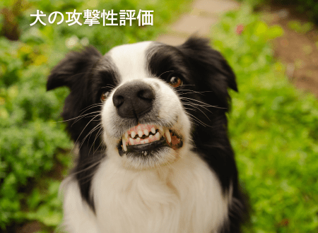 超簡単な愛犬の攻撃性テスト - Alice's Dog & Cat