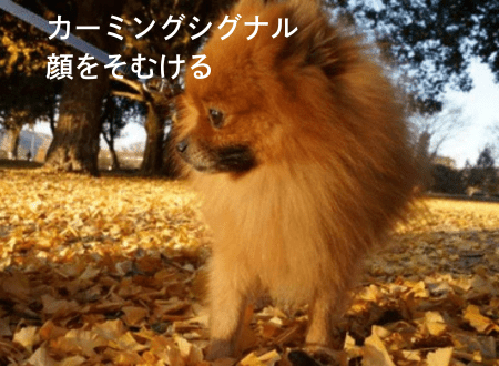 カーミングシグナル「犬語」顔をそむける - Alice's Dog & Cat