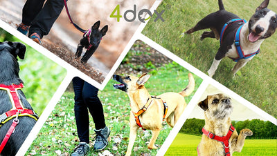 [New product information] 4dox New harness for small dogs available only in Japan 