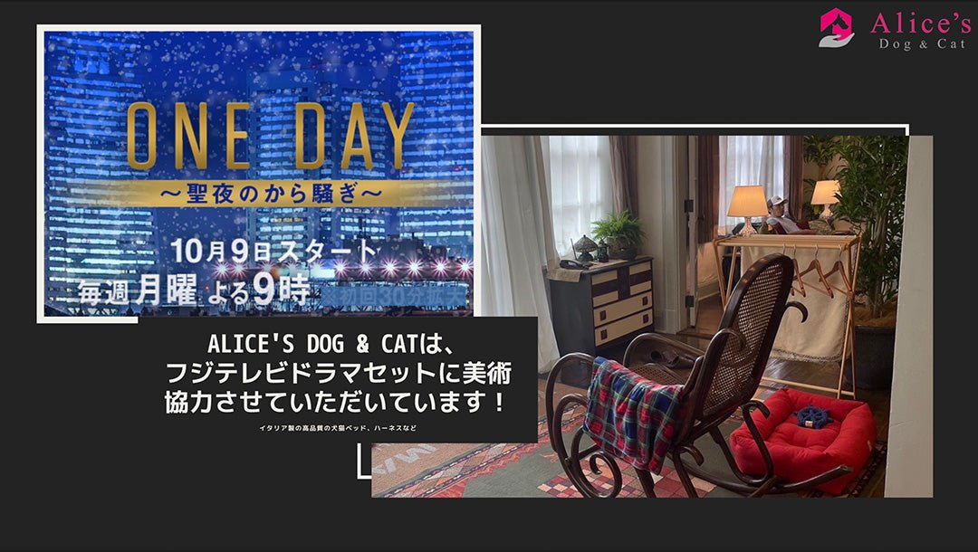 【お知らせ】フジテレビの「ONE DAY～聖夜のから騒ぎ～ 」に美術協力しています - Alice's Dog & Cat