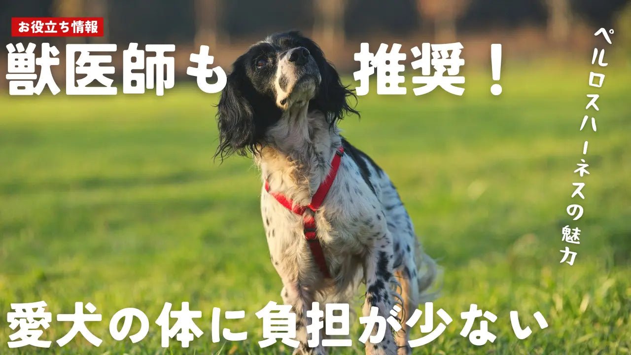 獣医師も推奨！愛犬の体に負担が少ないPERROSハーネスの魅力｜安全で快適な犬用ハーネス選び - Alice's Dog & Cat