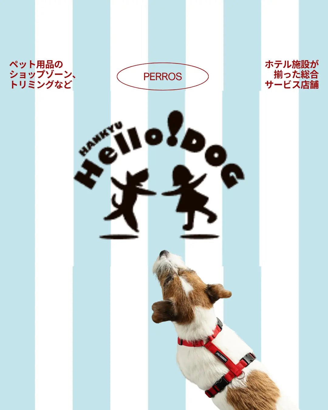 【販売店ご案内】西宮阪急店 PERROS  ハーネス＆リーシュ販売スタート - Alice's Dog & Cat