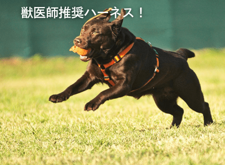 獣医師も推奨！愛犬の体に負担が少ないPERROSハーネスの魅力｜安全で快適な犬用ハーネス選び - Alice's Dog & Cat