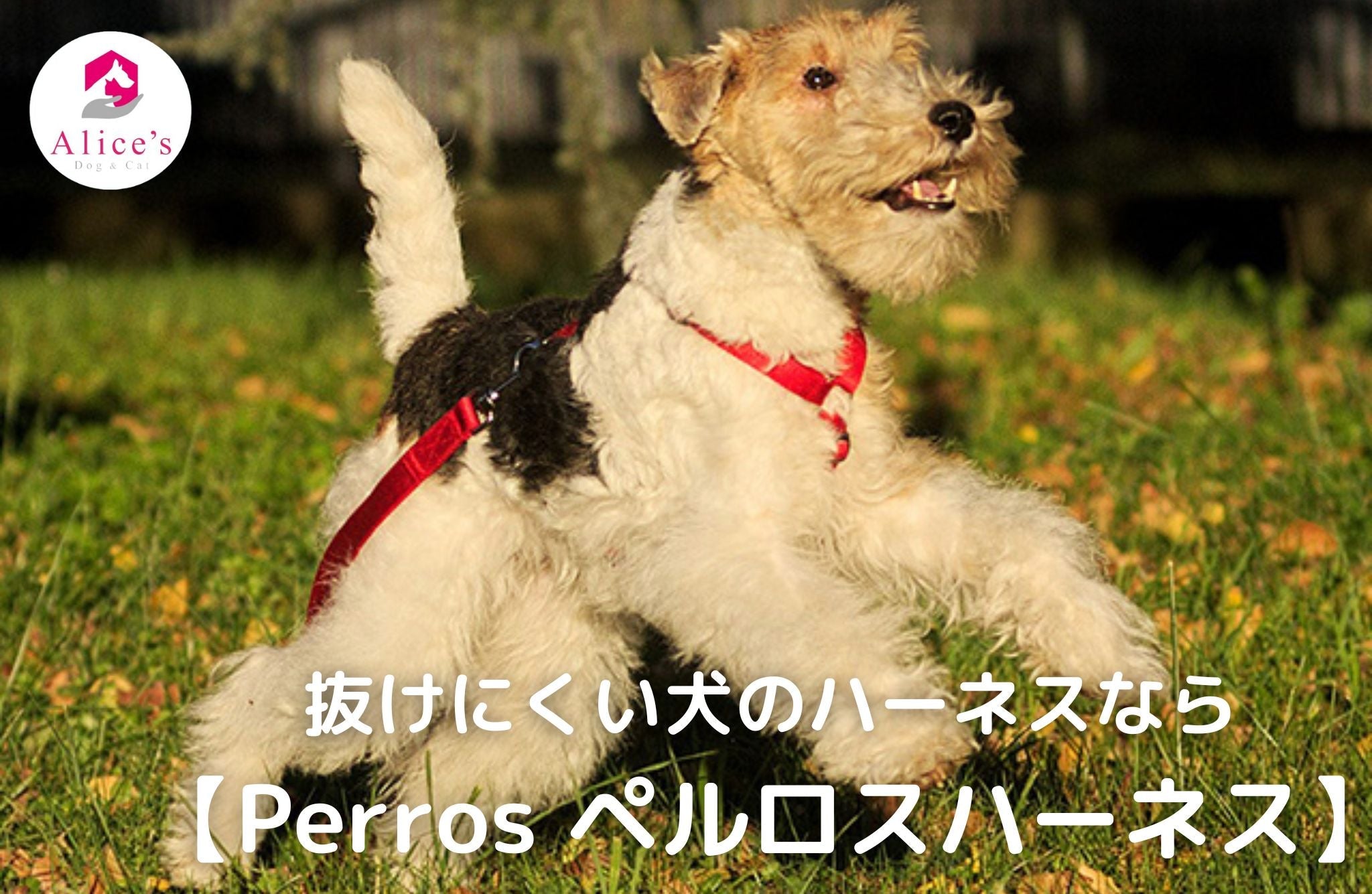 抜けにくい犬のハーネスなら【Perros ペルロスハーネス】安全・快適な散歩をサポート - Alice's Dog & Cat