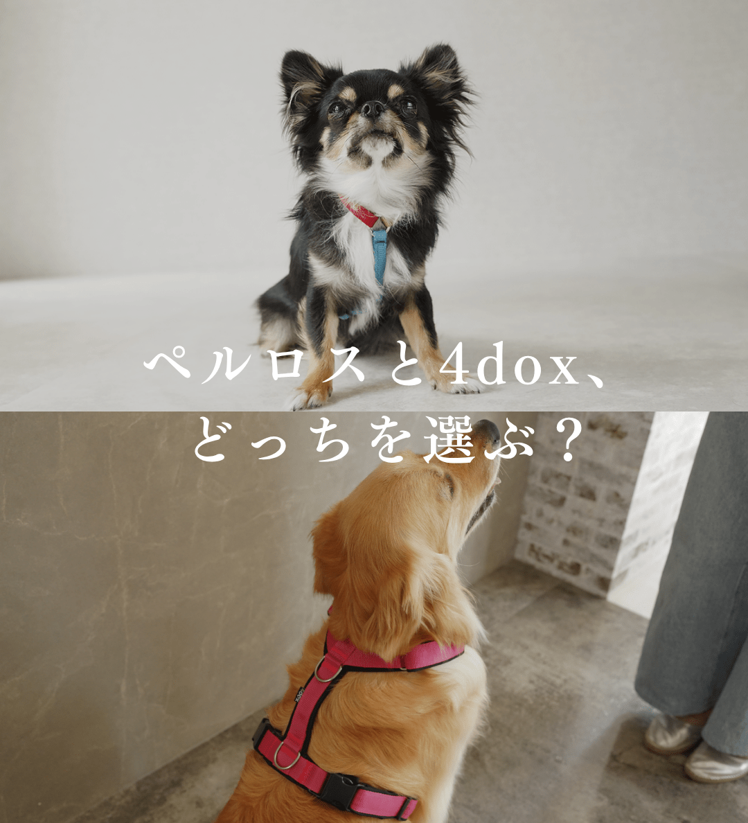 PERROS（ペルロス）と4doxハーネスの違いは？愛犬のタイプ別におすすめを解説 - Alice's Dog & Cat
