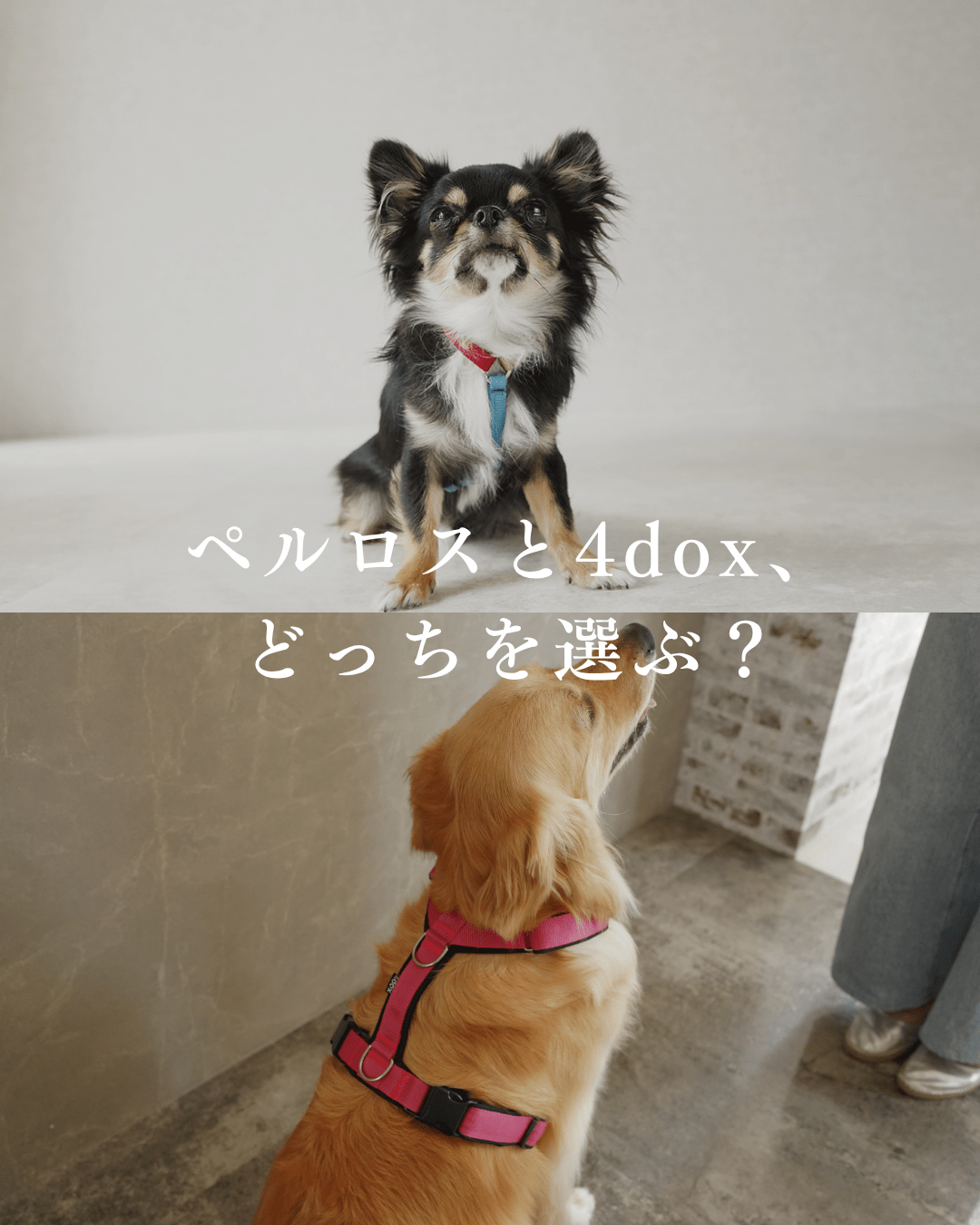 PERROS（ペルロス）と4doxハーネスの違いは？愛犬のタイプ別におすすめを解説 - Alice's Dog & Cat