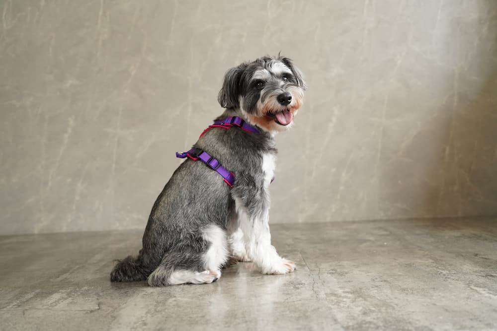 犬用ハーネスのコピー - Alice's Dog & Cat