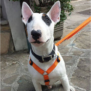 犬用ハーネス＆リード1.2mセット｜幅が揃う・首を通さない イタリア製 PERROS｜ペット用首輪・ハーネス｜犬用ハーネス Perros ペルロス ハーネス 超小型犬 中型犬 大型犬