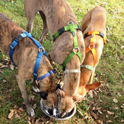 犬用ハーネス＆リード1.2mセット｜幅が揃う・首を通さない イタリア製 PERROS｜ペット用首輪・ハーネス｜犬用ハーネス Perros ペルロス ハーネス 超小型犬 中型犬 大型犬