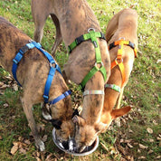 犬用ハーネス＆リード1.2mセット｜幅が揃う・首を通さない イタリア製 PERROS｜ペット用首輪・ハーネス｜犬用ハーネス Perros ペルロス ハーネス 超小型犬 中型犬 大型犬