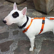 犬用ハーネス＆リード1.2mセット｜幅が揃う・首を通さない イタリア製 PERROS｜ペット用首輪・ハーネス｜犬用ハーネス Perros ペルロス ハーネス 超小型犬 中型犬 大型犬
