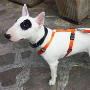 犬用ハーネス＆リード1.2mセット｜幅が揃う・首を通さない イタリア製 PERROS｜ペット用首輪・ハーネス｜犬用ハーネス Perros ペルロス ハーネス 超小型犬 中型犬 大型犬