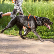犬用ハーネス＆リード1.2mセット｜幅が揃う・首を通さない イタリア製 PERROS｜ペット用首輪・ハーネス｜犬用ハーネス PERROS ペルロス ハーネス&リーシュ セット - Alice's Dog & Cat