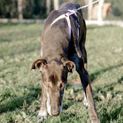 犬用ハーネス＆リード1.2mセット｜幅が揃う・首を通さない イタリア製 PERROS｜ペット用首輪・ハーネス｜犬用ハーネス PERROS ペルロス ハーネス&リーシュ セット - Alice's Dog & Cat