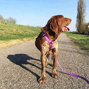 犬用ハーネス＆リード1.2mセット｜幅が揃う・首を通さない イタリア製 PERROS｜ペット用首輪・ハーネス｜犬用ハーネス PERROS ペルロス ハーネス&リーシュ セット - Alice's Dog & Cat