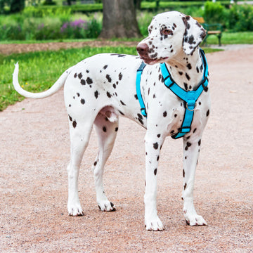4dox Dog Harness Comfort Plus Harness Artic Collar 