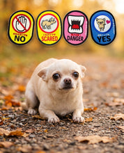 犬のお散歩メッセージワッペン 2枚入り｜NO・SCARED・DANGER・YES｜犬猫お出かけ用｜犬のお散歩メッセージワッペン 2枚入り｜NO・SCARED・DANGER・YES
