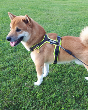 犬用ハーネス 4dox コンフォトプラスハーネス 小型犬用 – カスタムメイドハーネス オリジナルカラー＆文字入れ無料