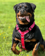 【45kg以上専用】超大型犬の引っ張りに耐えるハーネス｜抜けない XL/XXL 4dox｜ペット・ペット用品>ペット用品>ペット用首輪・ハーネス｜【45kg以上専用】超大型犬の引っ張りに耐えるハーネス｜抜けない XL/XXL 4dox