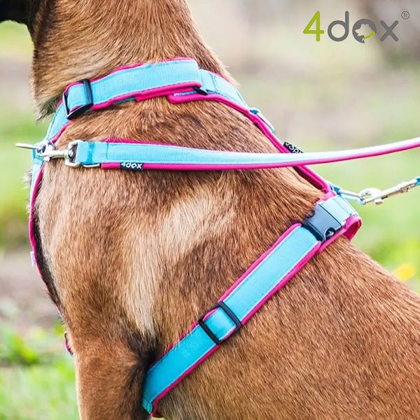 犬用ハーネス 4dox コンフォートプラスハーネス 2024数量限定シーフラワーカラー - Alice&