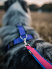 犬用リード 4dox スウィッチリーシュ – カスタムメイドリーシュ 2M｜ペット用リード｜犬用リード 4dox - スウィッチリーシュ 2M｜カラーカスタマイズ＆文字入れ無料！おしゃれで丈夫なオリジナルリード