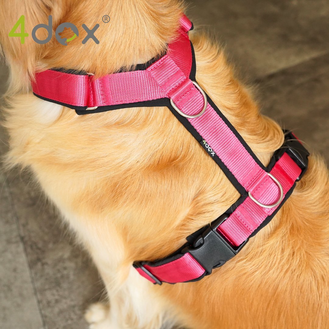 犬用ハーネス　4doxコンフォートプラスハーネス ピンク　大型犬　L 犬用ハーネス｜2トーンカラーがおしゃれ｜4doxコンフォート