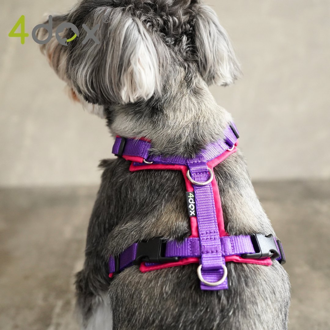 犬用ハーネス｜2トーンカラーがおしゃれ｜4doxコンフォートプラス