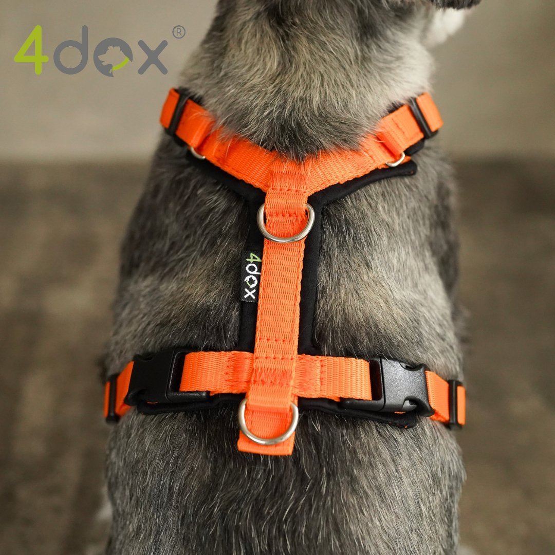 4dox コンフォートプラスハーネス【Sサイズ】 犬用ハーネス｜2トーンカラーがおしゃれ｜4doxコンフォートプラス