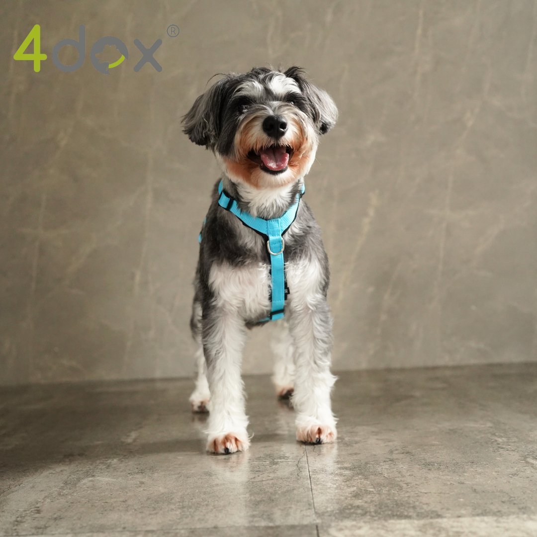 犬用ハーネス 4dox - コンフォートプラスハーネス ドッグトレーナー推奨 BAT対応3リング付き｜ペット用首輪・ハーネス｜犬用ハーネス 4dox - 安全・快適でおしゃれなデザインの散歩用ハーネス｜ペット用首輪・ハーネス