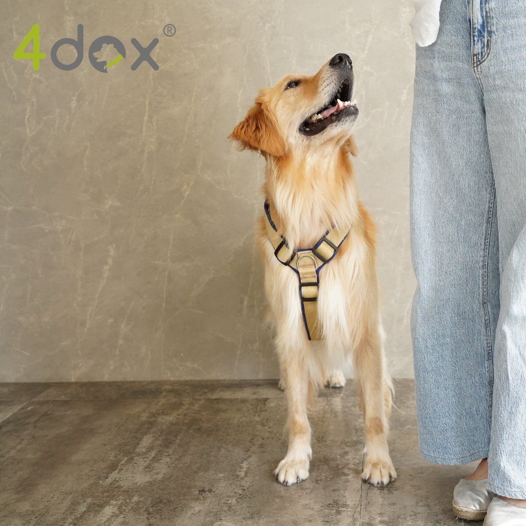 犬用ハーネス｜2トーンカラーがおしゃれ｜4doxコンフォートプラス