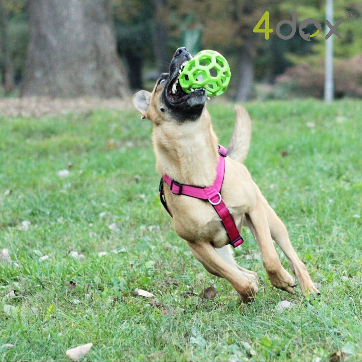 犬用ハーネス｜2トーンカラーがおしゃれ｜4doxコンフォートプラス