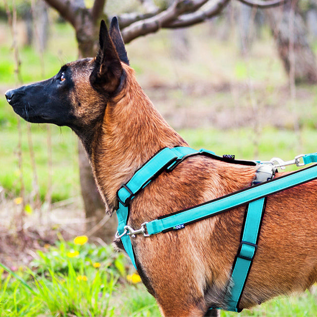 4dox Dog Harness Comfort Plus Harness Artic Collar 