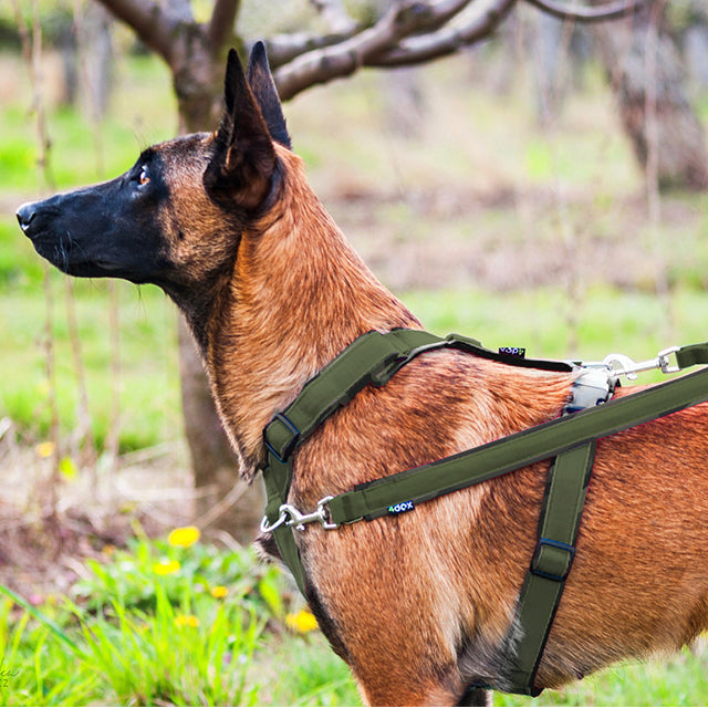 4dox Dog Harness Comfort Plus Harness Olive Color 