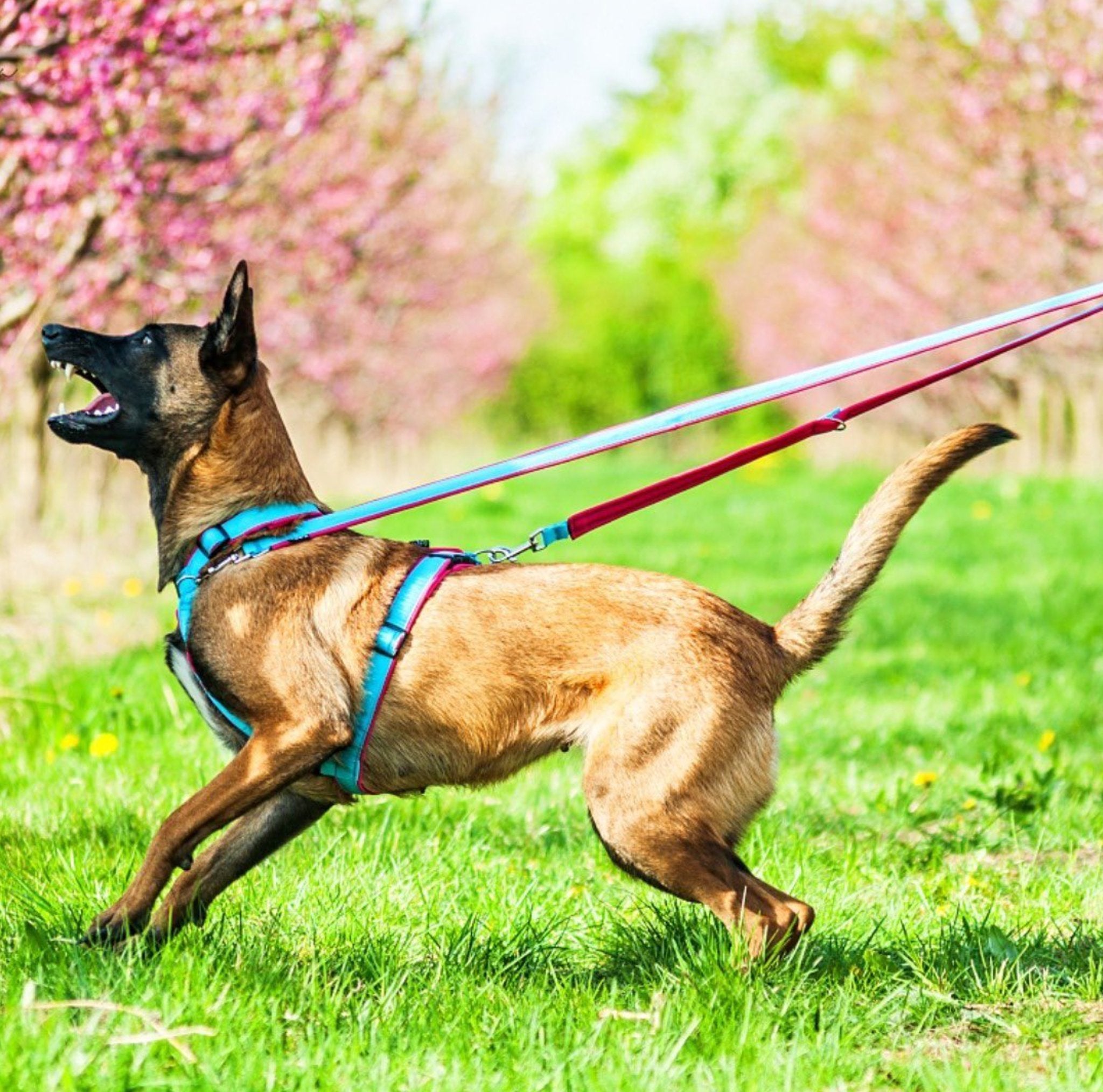 愛犬のおしゃれを叶える4doxハーネス｜スタイリッシュで機能的な