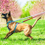 犬用 4dox - ハーネス & リーシュ セット｜ペット用首輪・ハーネス｜犬用 4dox - コンフォートプラスハーネス (S, M, Lサイズ) & 2Mスウィッチリーシュ セット｜ペット用首輪・ハーネス