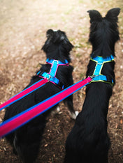 犬用 4dox - ハーネス & リーシュ セット｜ペット用首輪・ハーネス｜犬用 4dox - コンフォートプラスハーネス (S, M, Lサイズ) & 2Mスウィッチリーシュ セット
