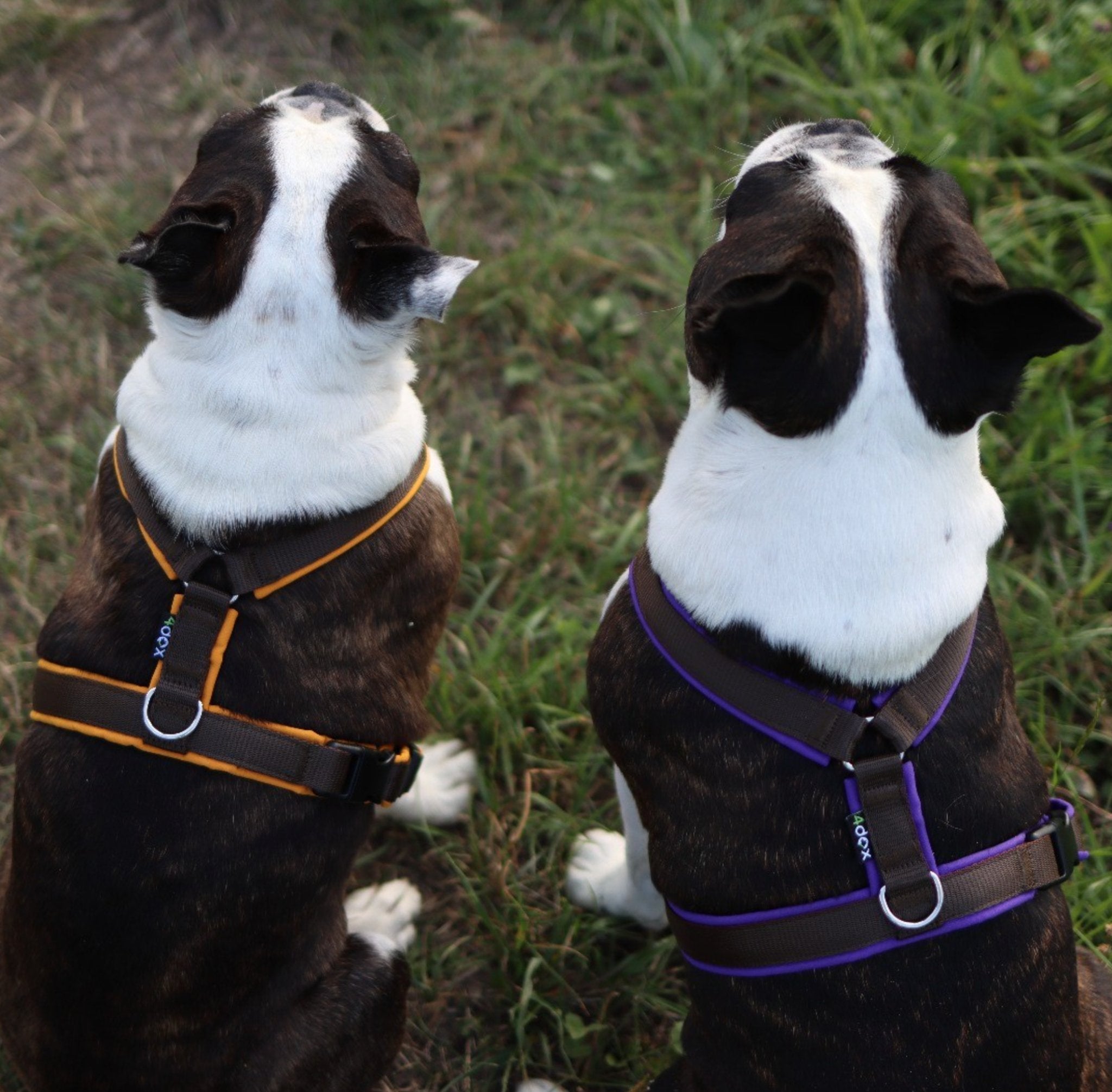 犬用ハーネス 4dox 中型犬・大型犬 – カスタムメイドハーネス